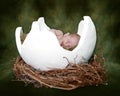 Fantasy Portrait Ifant Sleeping in Cracked Egg Royalty Free Stock Photo