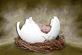 Fantasy Portrait Ifant Sleeping in Cracked Egg Royalty Free Stock Photo