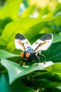 Fantasy robot butterfly in metal style. Cyborg insect concept. Robotic bug, science fiction. AI illustration. Photo