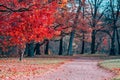 Fantasy scene of red foliage and path