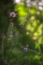 Fantasy spring forest flower with particle spirit lights flying around, fairy tale scene natural environment, vertical photo