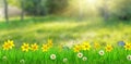 A fantasy spring forest meadow with flowers and grass