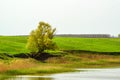 Fantasy summer landscape with lonesome tree Royalty Free Stock Photo