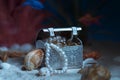 Treasure chest lying at the bottom of the sea. Royalty Free Stock Photo