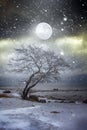 Fantasy on theme of winter. Loneliness and restlessness in moonlight