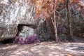 Fantasy tropical forest with big stone and flowers Nature landscape for mysterious background.