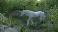 Fantasy unicorn in the fairy forest 3d illustration