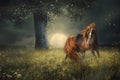 Fantasy Wallpaper , Red Horse Horse in meadow Field, Moonlight Fary tale Scene