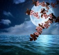 Fantasy world. Blossoming cherry tree branch and full moon in starry sky over ocean Royalty Free Stock Photo