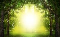 Fantasy world. Enchanted forest with magic lights and sunlit way between trees Royalty Free Stock Photo