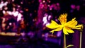 Yellow flower and purple bokeh background Royalty Free Stock Photo