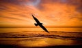 Fantazia-Flight to a bird. Royalty Free Stock Photo