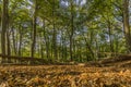 Fantstic day of autumn in the forest with branches of trees and dry leaves on the ground Royalty Free Stock Photo