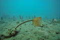 Fanworm on flat muddy bottom