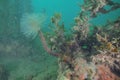 Fanworm growing from small rock