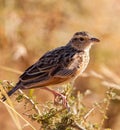 The Fappet Lark