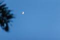 Far away half moon and silhouette palm leave with blue sky background. Abstract surrounded by a small moon silhouette of tree bran Royalty Free Stock Photo