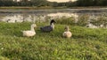 Far away Three different ducks sitting in the grass