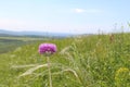 Far from the bustle of the city, wildflowers