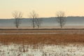 Bald Eagle in the distance looking for a early morning meal Royalty Free Stock Photo