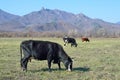 Far East, Lazovsky district. Cows graze against the backdrop of hills Royalty Free Stock Photo