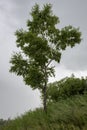 Far East. Stone birch Betula ermanii in the rain