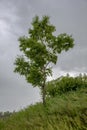 Far East. Stone birch Betula ermanii in the rain