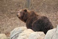 Far eastern brown bear