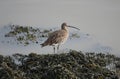 Far Eastern curlew perched on plants