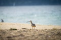 Far Eastern Curlew (Numenius madagascariensis) perched on the sandy beach