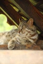 Far Eastern forest cat sleeps in the shade Royalty Free Stock Photo