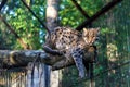Far eastern forest cat at the zoo Royalty Free Stock Photo