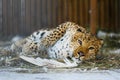 Far Eastern leopard in captivity Royalty Free Stock Photo