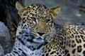 Far Eastern leopard resting in captivity Royalty Free Stock Photo