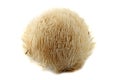 Hericium erinaceus mushroom monkey head mushroom, bearded tooth fungus, bearded hedgehog mushroom, pom pom, lion`s mane mushroom Royalty Free Stock Photo