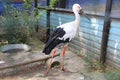 Far Eastern stork in the cage