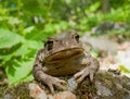 Far-eastern Toad (Bufo gargarizans) 8 Royalty Free Stock Photo