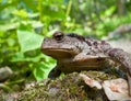 Far-eastern Toad (Bufo gargarizans) 9 Royalty Free Stock Photo