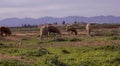 Far farm and close sheep