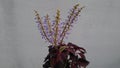 Indian Coleus Purple flower at green garden