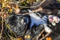 Far north, little puppy curled up in a ball, sleeping puppy in the tundra