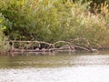 Far off mallard ducks resting on a fallen tree in lake surface w Royalty Free Stock Photo