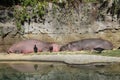 Far Shot of Hippos