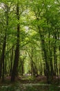 Far trail in green mixed forest d for print Royalty Free Stock Photo