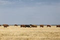 Cows grazing. Domestic cows on a rural meadow background. Beautiful countryside. Dairy production concept. Copy space. Royalty Free Stock Photo