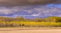 Faraway forest of poplars in autumn time