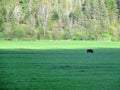 A faraway view of a black bear roaming around in a farmers field during a beautiful summer evening in clearwater, british columbia