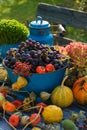 Colorful harvest time in the garden Royalty Free Stock Photo