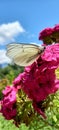 farfalla bianca su garofano cinese fucsia Royalty Free Stock Photo