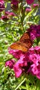 farfalla Brenthis Daphne su fiori fucsia Royalty Free Stock Photo